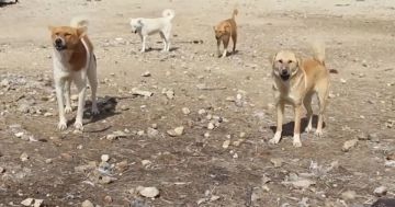 طفلة تنهشها الكلاب الضالة في الجيزة .. صورة طفلة تنهشها الكلاب الضالة في الجيزة .. صورة
