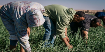 مجلس الوزراء يقر أنظمة لدعم القطاع الزراعي مجلس الوزراء يقر أنظمة لدعم القطاع الزراعي