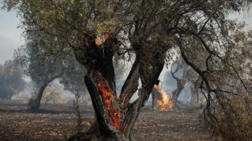 دراسة: التغير المناخي قد يزيد مساحة حرائق الغابات بأوروبا بنسبة 192 