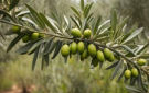 زراعة الكورة تدعو مزارعي الزيتون لري أشجارهم لتحسين الانتاج