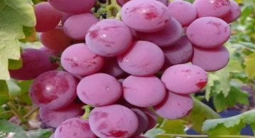 الياقوتي صنف عنب جديد من المفرق يطرق أبواب الأسواق الياقوتي صنف عنب جديد من المفرق يطرق أبواب الأسواق