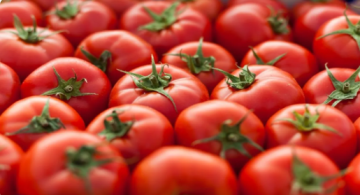دراسة حديثة : البندورة قد تقدم فوائد مذهلة للدماغ دراسة حديثة : البندورة قد تقدم فوائد مذهلة للدماغ