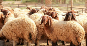 زراعة الكورة تدعو مربي الثروة الحيوانية لتجديد دفاتر حيازة الأغنام زراعة الكورة تدعو مربي الثروة الحيوانية لتجديد دفاتر حيازة الأغنام