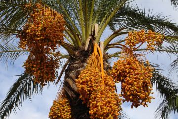 زراعة النخيل في العقبة تتحول إلى صناعة واعدة زراعة النخيل في العقبة تتحول إلى صناعة واعدة