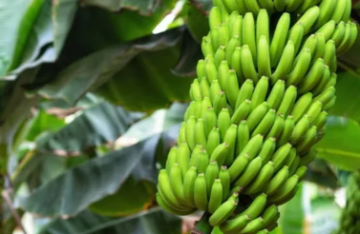 الموز الأخضر.. فوائد صحية قد تجعله أفضل من الناضج الموز الأخضر.. فوائد صحية قد تجعله أفضل من الناضج