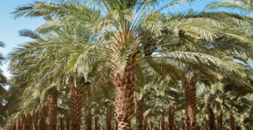 تمور العقبة.. نخيل يمتد على أكثر من 10 آلاف دونم وإنتاج يقترب من 800 طن تمور العقبة.. نخيل يمتد على أكثر من 10 آلاف دونم وإنتاج يقترب من 800 طن