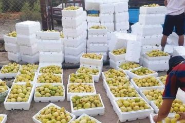 جوافة سحم .. حكاية ثمرة صنعت هوية بلدة جوافة سحم .. حكاية ثمرة صنعت هوية بلدة