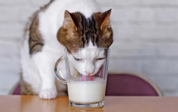 عكس الشائع.. لماذا لا ينبغي أن تعطي قطتك الحليب؟ عكس الشائع.. لماذا لا ينبغي أن تعطي قطتك الحليب؟