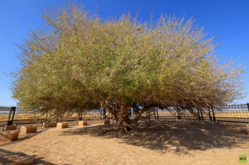 الأردن يطور مواقع سياحية.. ما قصة الشجرة المباركة؟ الأردن يطور مواقع سياحية.. ما قصة الشجرة المباركة؟