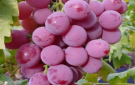  الياقوتي صنف عنب جديد من المفرق يطرق أبواب الأسواق - jo
