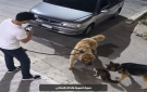 الأردن .. ما العقوبة التي تنتظر الشاب الذي سمح لكلبيه بنهش قطة؟ - jo