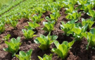 الرزنامة الزراعية في عجلون .. موروث شعبي يحفظ ذاكرة الأرض والمواسم