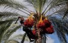 بلدية الأزرق تبدأ زراعة 1500 نخلة في منطقة القاع