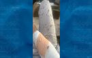 طالب يعتدي على معلم بالمنشار بعد ملاحقته إلى المسجد في الزرقاء