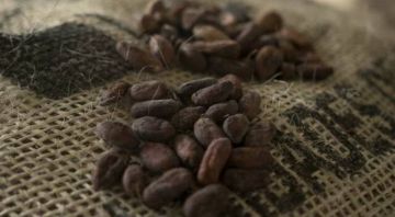 سعر الكاكاو يتراجع إلى أدنى مستوى في 20 شهرا