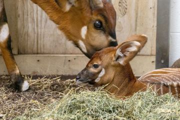  أوثايا أنجبت أختا لـ دجيمبي 