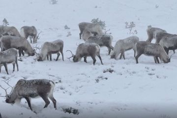 حيوانات الرنة ترعى في مرتفعات اسكتلندا المغطاة بالثلوج حيوانات الرنة ترعى في مرتفعات اسكتلندا المغطاة بالثلوج