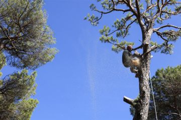 اللبنانيون يستبدلون الصنوبر باللوز!