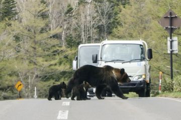هاجمه دب في فناء منزله! هاجمه دب في فناء منزله!