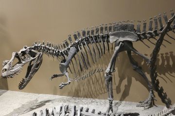 ديناصور صغير ب 5.3 ملايين دولار