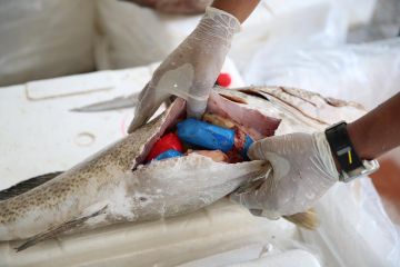  الداخلية : قانون مكافحة المخدرات إطار وطني وتشريعي لتنفيذ استراتيجية شاملة أكثر صرامة