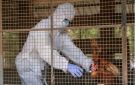 الصحة العالمية: الولايات المتحدة تسجل أول حالة بشرية لانفلونزا الطيور A (H5N5)