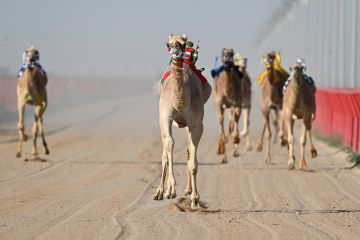 تعديلات جديدة على لائحة بطولة النادي الكويتي لسباق الهجن تعديلات جديدة على لائحة بطولة النادي الكويتي لسباق الهجن