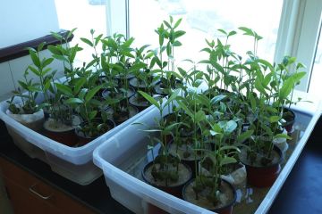  البيئة : مواصلة إعادة تأهيل البيئة الساحلية الكويتية عبر استزراع المانغروف 