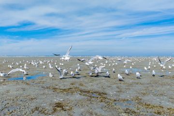 رصد أكثر من ألف طائر على شاطئ الصليبيخات رصد أكثر من ألف طائر على شاطئ الصليبيخات