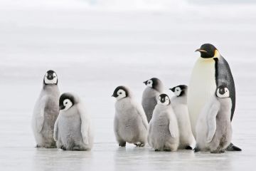 تغير المناخ يضر بتكاثر البطاريق