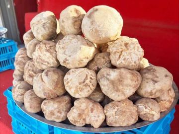 الفقع.. الكيلو وصل إلى 45 دينارا الفقع.. الكيلو وصل إلى 45 دينارا