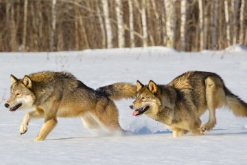 الحكومة لمواطنيها: اقتلوا الذئاب