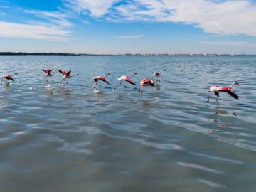 تنوع لافت للطيور المهاجرة والمستوطنة في الكويت