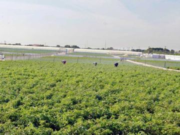 هيئة الزراعة: ضرورة التزام أصحاب الحيازات والقسائم بشروط التخصيص