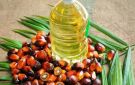 زيت النخيل يهبط لأدنى مستوى في أسبوعين
