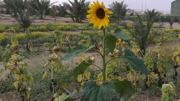 معهد الأبحاث : مستويات أملاح التربة بـ العبدلي بلغت حدودا مقلقة معهد الأبحاث : مستويات أملاح التربة بـ العبدلي بلغت حدودا مقلقة
