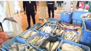 ضبط 773 كيلوغراما من الأسماك الفاسدة في الأحمدي ضبط 773 كيلوغراما من الأسماك الفاسدة في الأحمدي