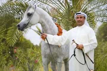 النصف: 25 كأسا للخيل المصرية.. وجوائز تفوق الـ55 ألف دينار