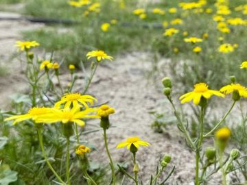 أزهار النوير.. ترسم لوحة تشكيلية تزين الكويت