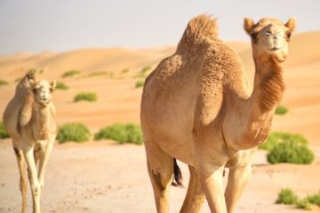 السعودية تعلن عن جواز سفر للإبل 