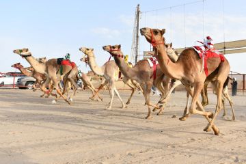 انطلاق بطولة الكويت الدولية السنوية الـ24 لسباقات الهجن بعد غد