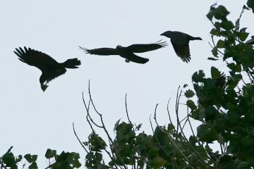 الضوضاء تؤثر على حياة الطيور