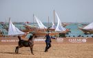 انطلاق مهرجان كتارا الدولي للخيل العربية في قطر