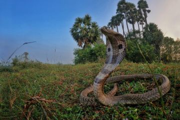 الثعابين تلدغ 4 ملايين شخص سنويا الثعابين تلدغ 4 ملايين شخص سنويا
