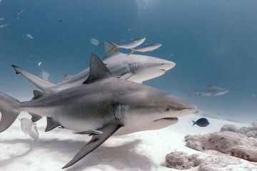 قروش الثور تحرص على الحياة الاجتماعية