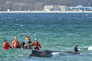 تيمي لا يزال يشغل الألمان تيمي لا يزال يشغل الألمان