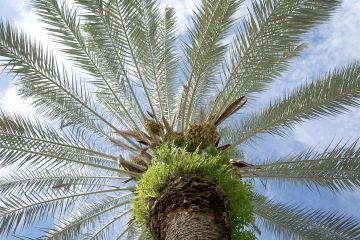 كارثة صامتة تهدد نخل السودان كارثة صامتة تهدد نخل السودان