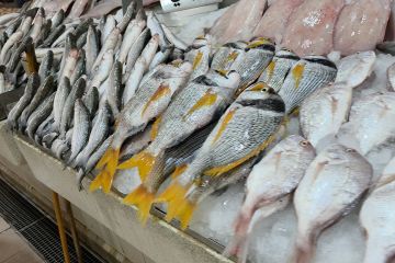 سوق السمك يعمل بشكل طبيعي.. وكميات الأسماك المحلية المعروضة مطمئنة 