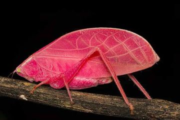 حشرة تغير لونها كل أسبوعين