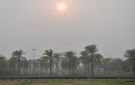  العجيري العلمي : دخول الفترة الثانية من موسم الكنة ابتداء من الغد